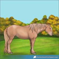 Horse Color:Gold Champagne