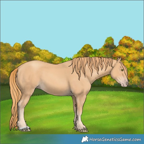 Horse Color:Gold Champagne 