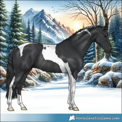 Horse Color:Black Tobiano Rabicano 