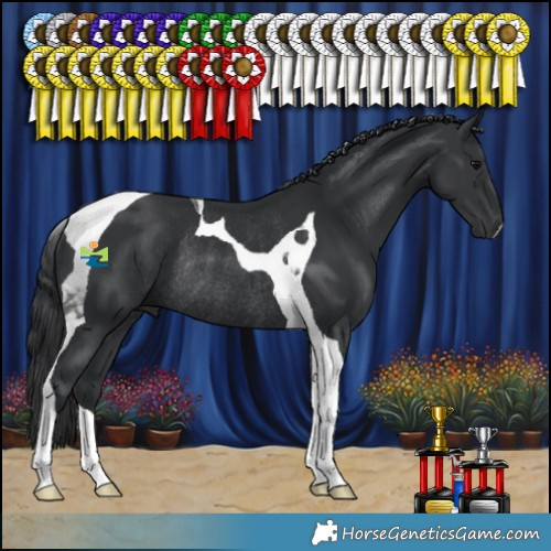Horse Color:Black Tobiano Rabicano 