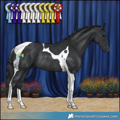 Horse Color:Black Tobiano Rabicano 