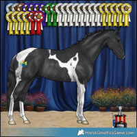 Horse Color:Black Tobiano Rabicano