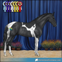 Horse Color:Black Tobiano Rabicano