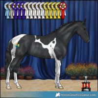 Horse Color:Black Tobiano Rabicano