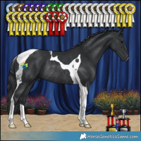 Horse Color:Black Tobiano Rabicano