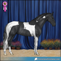 Horse Color:Black Tobiano Rabicano