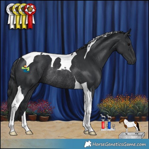 Horse Color:Black Tobiano Rabicano 
