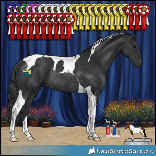 Horse Color:Black Tobiano Rabicano 