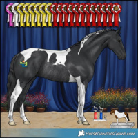 Horse Color:Black Tobiano Rabicano