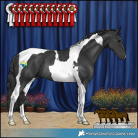 Horse Color:Black Tobiano Rabicano 