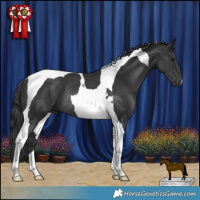 Horse Color:Black Tobiano Rabicano