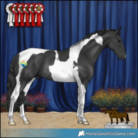 Horse Color:Black Tobiano Rabicano