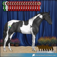 Horse Color:Black Tobiano Rabicano