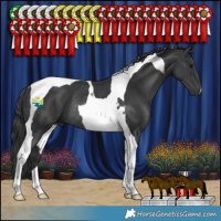 Horse Color:Black Tobiano Rabicano