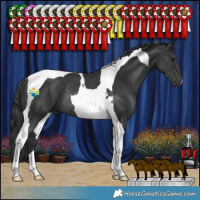 Horse Color:Black Tobiano Rabicano 