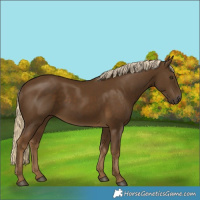 Horse Color:Chocolate Palomino 