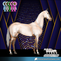 Horse Color:Silver Black Appaloosa 