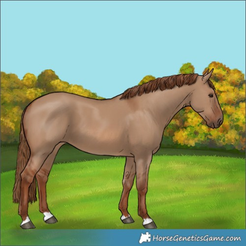 Horse Color:Red Dun