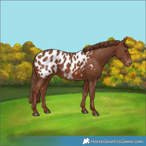 Horse Color:Chestnut Near Leopard