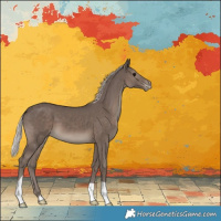 Horse Color:Silver Black Appaloosa 