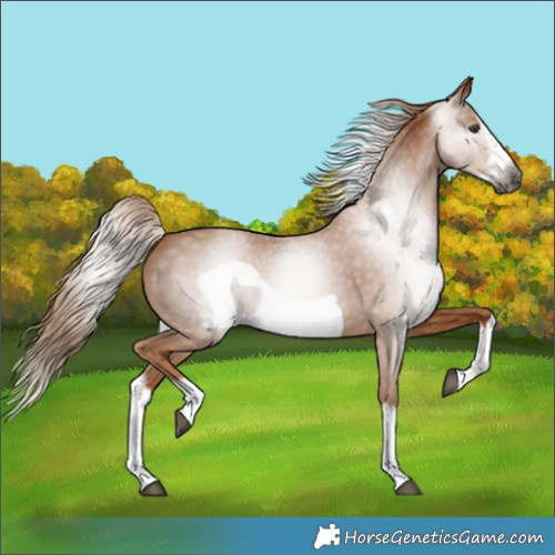 Horse Color:Gray Chestnut Splash Frame 