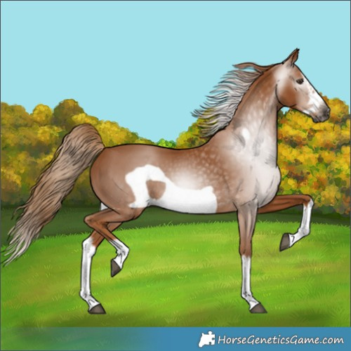 Horse Color:Gray Chestnut Splash Frame