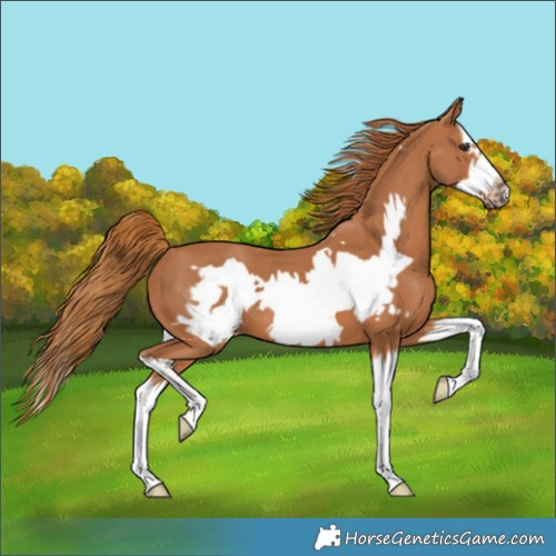 Horse Color:Chestnut Splash Frame 