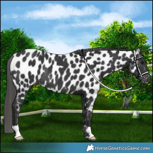 Horse Color:Black Near Leopard Rabicano 