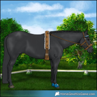 Horse Color:Black 