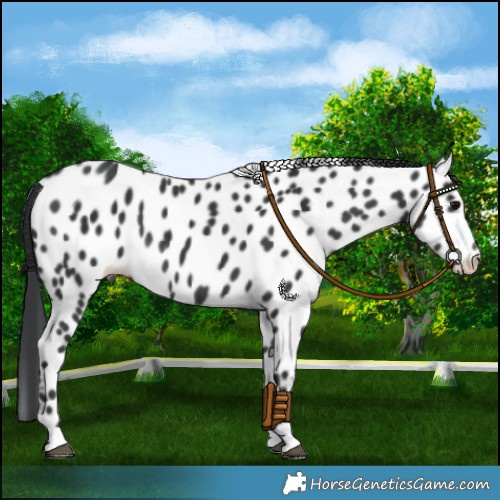 Horse Color:Black Near Leopard 