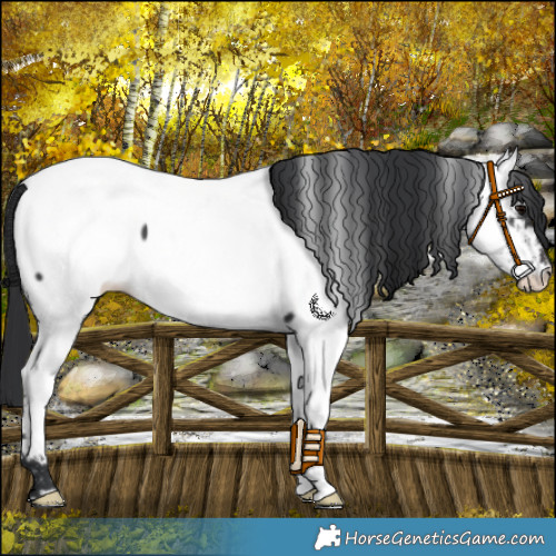 Horse Color:Black Appaloosa