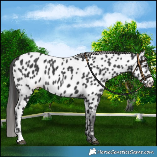Horse Color:Black Near Leopard Rabicano 