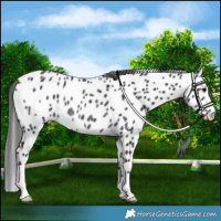Horse Color:Black Leopard Rabicano 