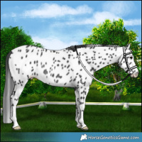 Horse Color:Black Appaloosa Rabicano 