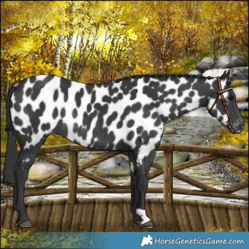 Horse Color:Black Appaloosa Rabicano