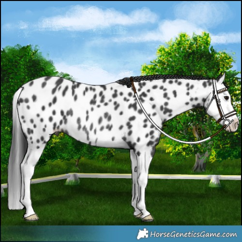 Horse Color:Black Splash Near Leopard Rabicano 