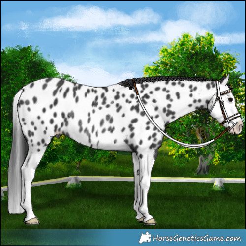 Horse Color:Black Splash Appaloosa Rabicano 