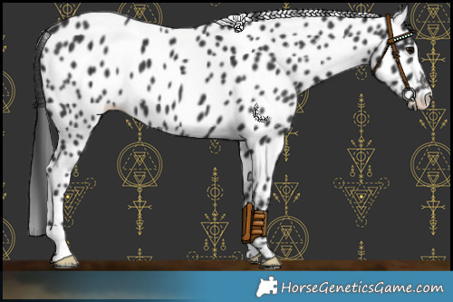 Horse Color:Black Appaloosa 