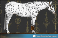 Horse Color:Black Leopard