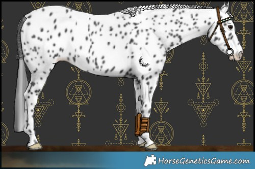 Horse Color:Black Appaloosa 