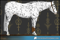 Horse Color:Black Leopard 