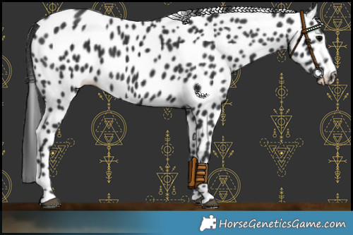 Horse Color:Black Appaloosa