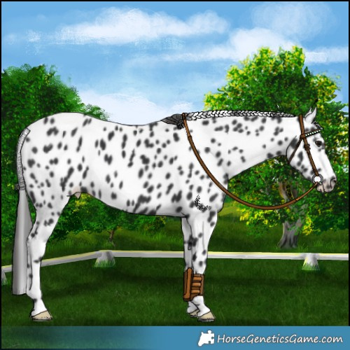 Horse Color:Black Leopard 