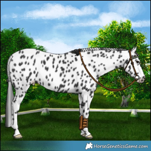 Horse Color:Black Appaloosa