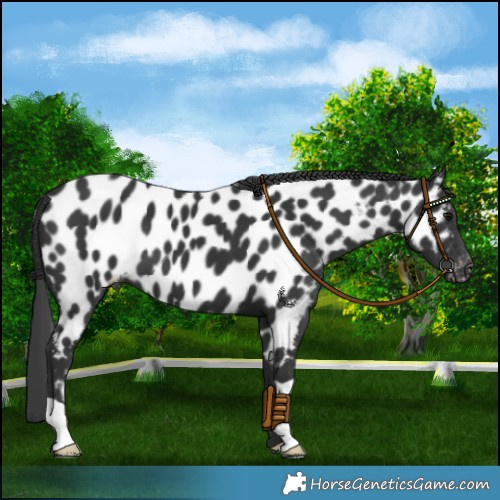 Horse Color:Black Near Leopard 