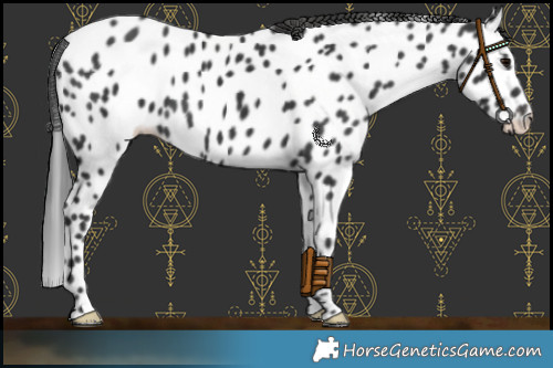 Horse Color:Black Appaloosa 