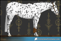 Horse Color:Black Leopard