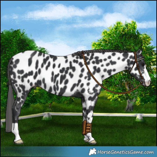 Horse Color:Black Near Leopard 