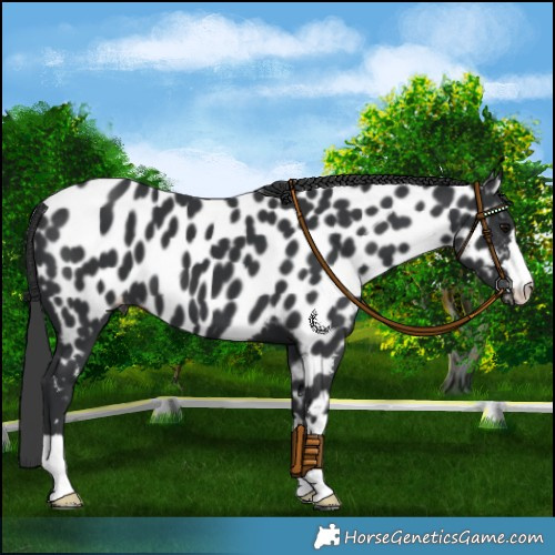 Horse Color:Black Appaloosa