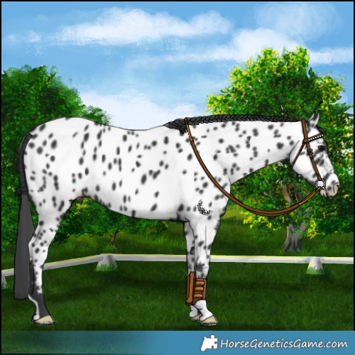 Horse Color:Black Appaloosa 